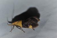 Oecophora bractella