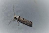 Paraswammerdamia albicapitella
