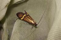 Nemophora degeerella