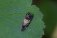 Endothenia nigricostana