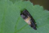 Endothenia nigricostana