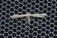 Adaina microdactyla