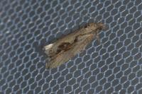 Endothenia quadrimaculana