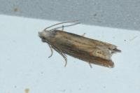 Eucosma obumbratana