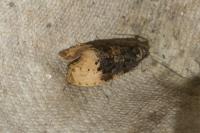 Hedya ochroleucana