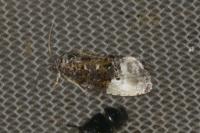 Hedya nubiferana