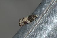 Gypsonoma sociana