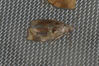 Archips crataegana