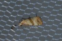 Phalonidia contractana