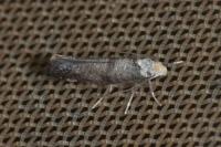 Paraswammerdamia nebulella