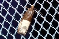 Notocelia cynosbatella