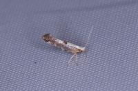 Argyresthia spinosella