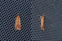 Dichomeris ustalella