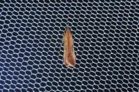 Dichomeris ustalella