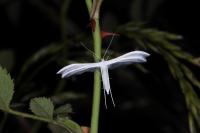 Pterophorus pentadactylus
