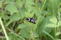 Euplocamus anthracinalis