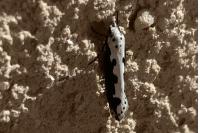 Ethmia bipunctella