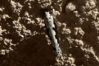 Ethmia bipunctella