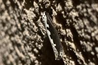 Ethmia bipunctella
