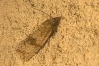Celypha striana