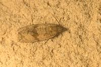 Celypha striana