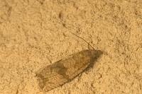 Celypha striana