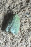 Tortrix viridana