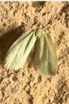 Tortrix viridana