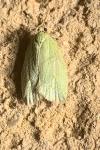 Tortrix viridana