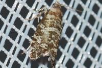 Epinotia tedella