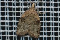 Capua vulgana