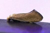 Elachista pigerella