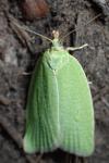 Tortrix viridana
