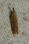 Dichomeris acuminata