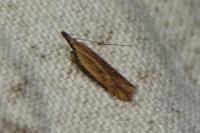 Dichomeris acuminata