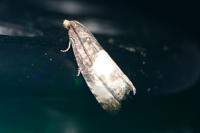 Notocelia cynosbatella
