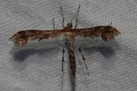 Oxyptilus