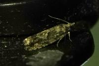Zeiraphera