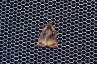 Archips podana