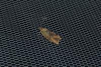 Ptycholoma lecheana