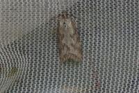 Cnephasia