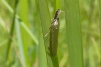 Pleurota
