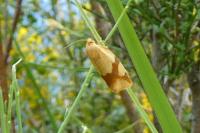Zelotherses ferugana