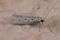 Ethmia terminella