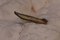 Mesophleps trinotella