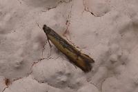 Mesophleps trinotella