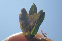 Stigmella paradoxa