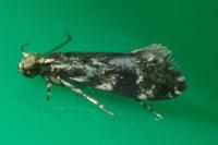 Dryadaula heindeli
