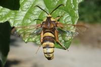Sesia apiformis