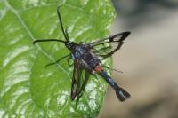 Synanthedon myopaeformis